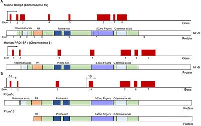 Conserved and Unique Functions of Blimp1 in Immune Cells